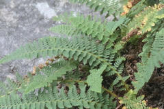 Dryopteris fragrans