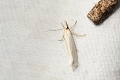 Crambus perlella