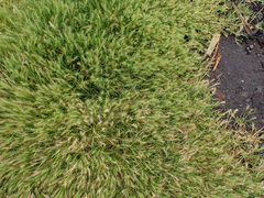 Polypogon interruptus