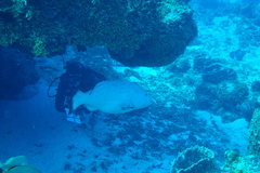 Mycteroperca bonaci
