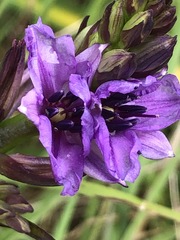 Arthropodium