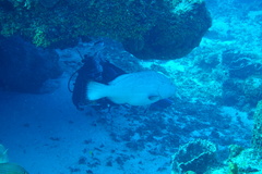 Mycteroperca bonaci