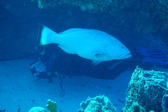 Mycteroperca bonaci