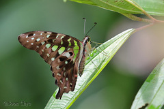 Graphium agamemnon agamemnon