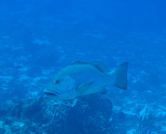 Lutjanus cyanopterus