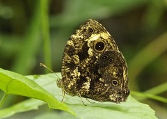Bicyclus auricruda