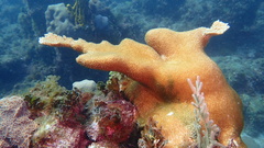Acropora palmata