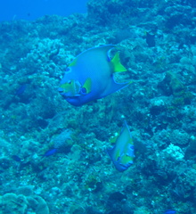 Holacanthus ciliaris