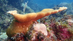 Acropora palmata