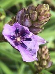 Arthropodium