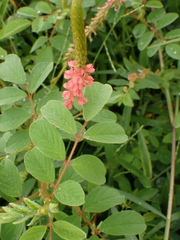 Indigofera hirsuta
