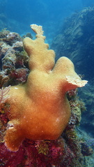 Acropora palmata