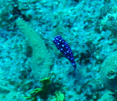 Microspathodon chrysurus