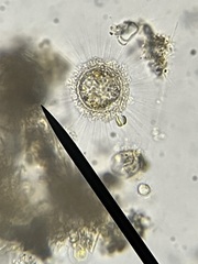 Radiolaria