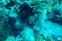 Cephalopholis cruentata