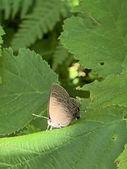 Satyrium liparops