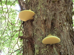Laetiporus portentosus