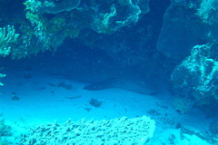 Ginglymostoma cirratum