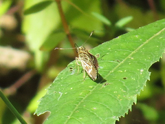 Amblyscirtes aesculapius