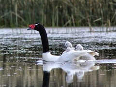 Cygnus melancoryphus