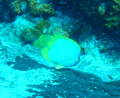 Chaetodon ocellatus