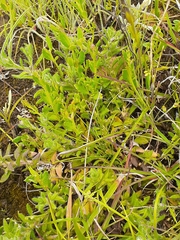 Leptorhynchos squamatus