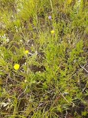 Leptorhynchos squamatus