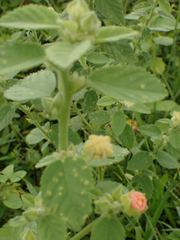 Sida cordifolia