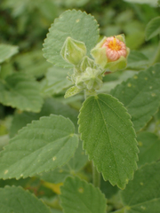 Sida cordifolia