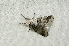 Furcula occidentalis