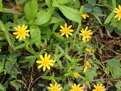 Melampodium divaricatum