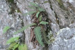 Dryopteris fragrans