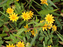 Melampodium divaricatum