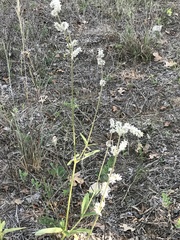 Froelichia floridana