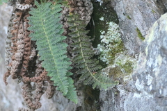 Dryopteris fragrans