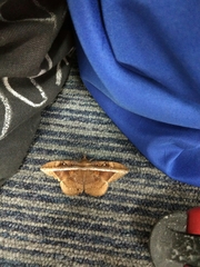 Hemeroblemma opigena