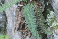 Dryopteris fragrans