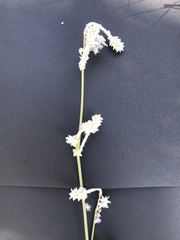 Froelichia floridana