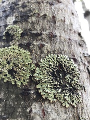 Menegazzia