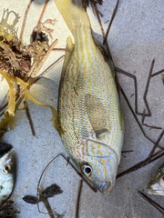 Orthopristis chrysoptera