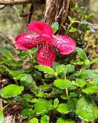 Asteranthera ovata