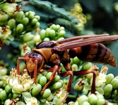 Polistes carnifex