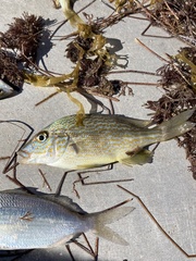 Orthopristis chrysoptera