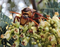 Polistes carnifex