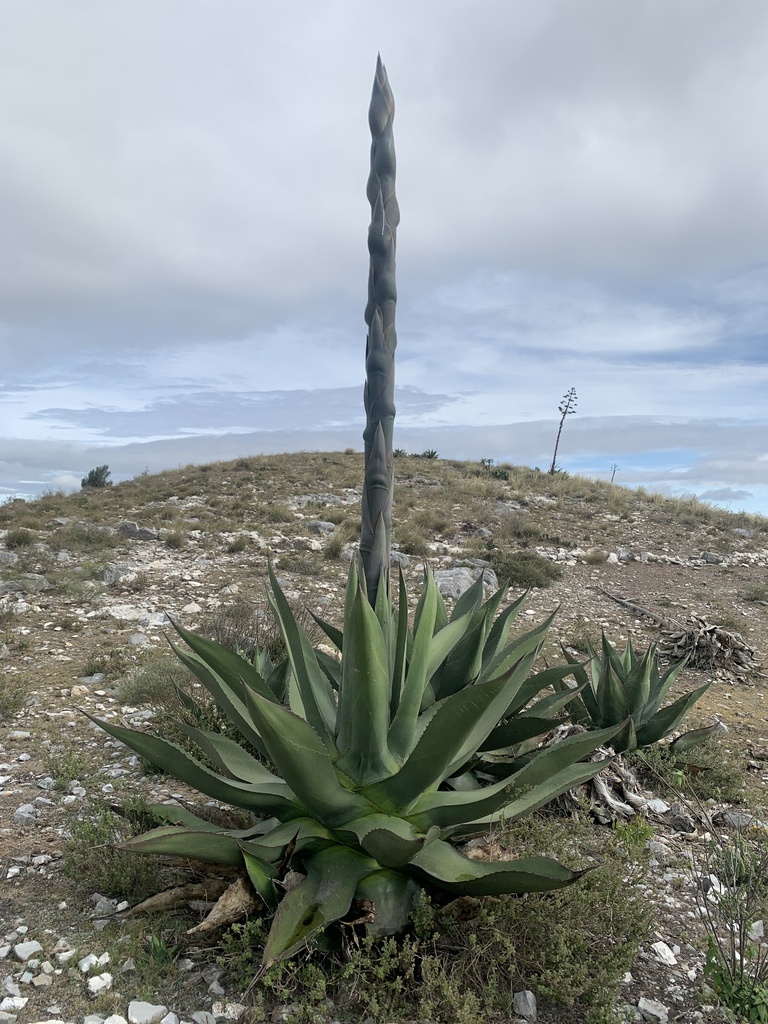 Agave crassispina Trel.