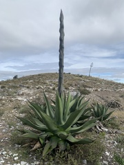 Agave salmiana crassispina