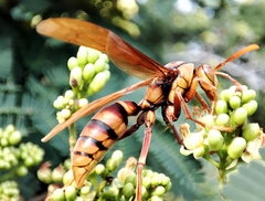 Polistes carnifex