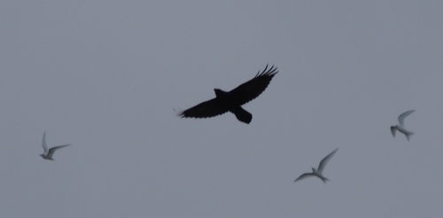 Corvus observed 2014-02-14