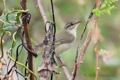 Phylloscopus fuscatus
