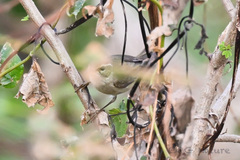 Phylloscopus fuscatus